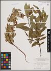 Foto von Salix daphnoides Vill.